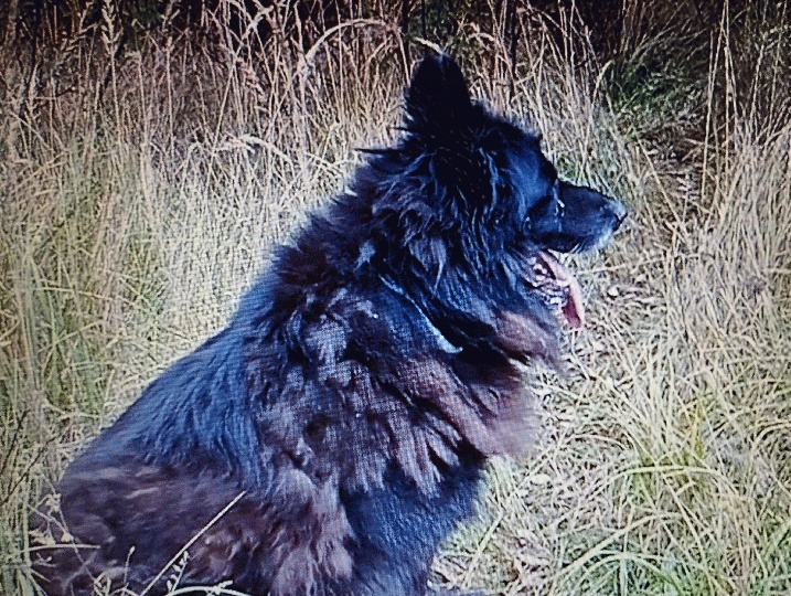 German Shepherd in Poland is looking for his owner or a new home. His condition is tragic.