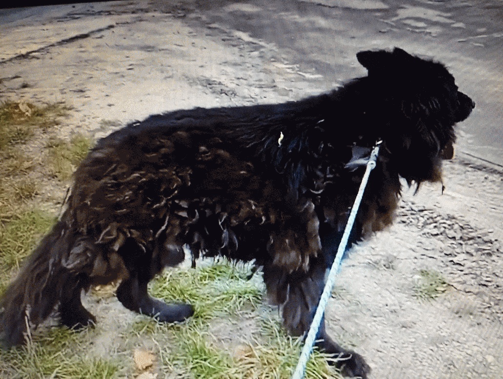 Ein Deutscher Schäferhund in Polen sucht seinen Besitzer oder ein neues Zuhause. Sein Zustand ist tragisch.