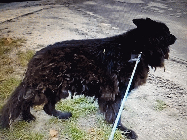 German Shepherd in Poland is looking for his owner or a new home. His condition is tragic.