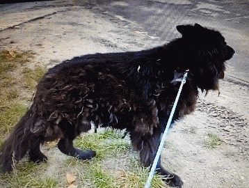 Ein Deutscher Schäferhund in Polen sucht seinen Besitzer oder ein neues Zuhause. Sein Zustand ist tragisch.