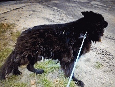 Ein Deutscher Schäferhund in Polen sucht seinen Besitzer oder ein neues Zuhause. Sein Zustand ist tragisch. Gesuch 40899 Bild 2