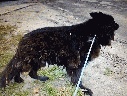 Ein Deutscher Schäferhund in Polen sucht seinen Besitzer oder ein neues Zuhause. Sein Zustand ist tragisch.